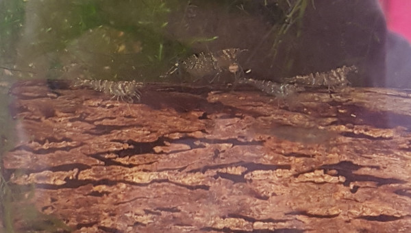 Des malawas sur un tube de cattapa