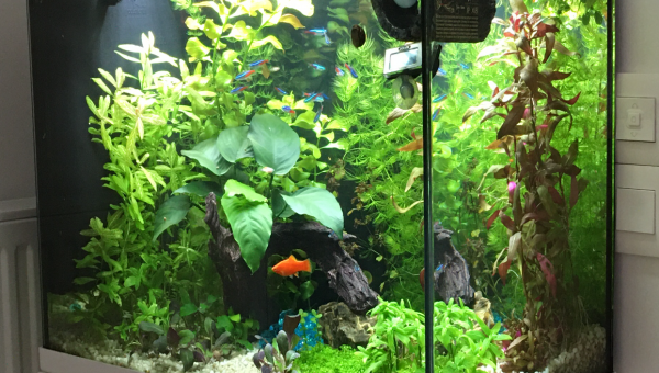 Ajout fond aquascape