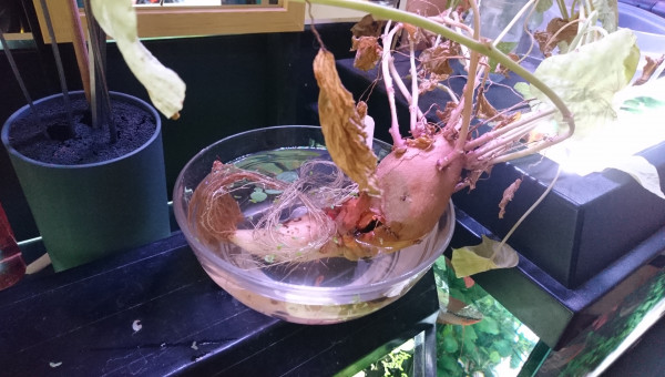 Clap de fin pour la 1ère patate douce.