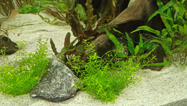 Début des plantations