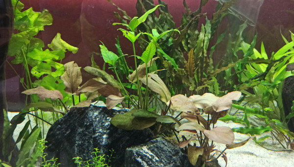 Début des plantations