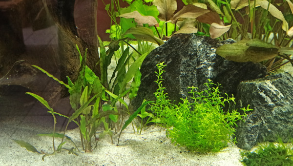 Début des plantations