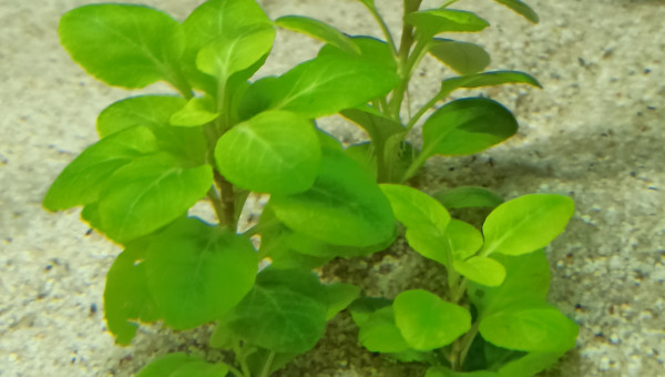 Début des plantations