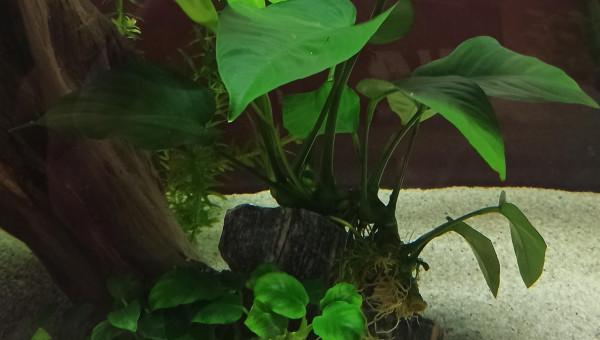 Début des plantations