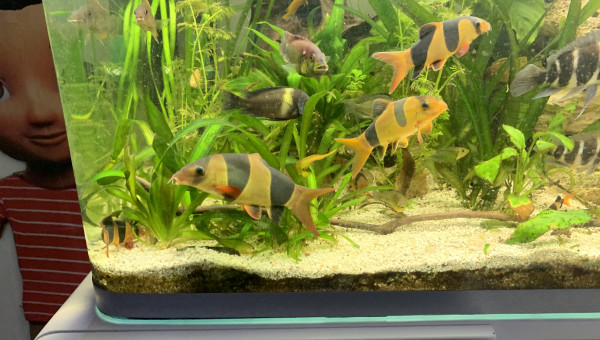 Encore un Botia ..un vrai bœuf isolé qui c’est fait plein de nouveaux copains..