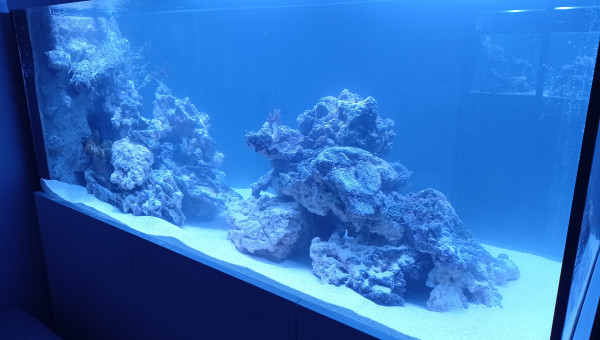 Avec les roches vivantes maintenant