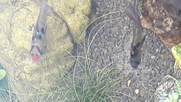 1er pontes des Ramirezi