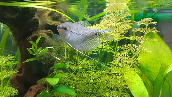 Ma nouvelle pensionnaire