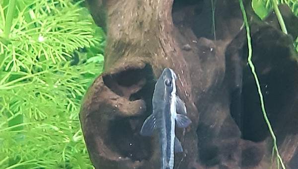 Un de mes otocinclus, j'adore ces poissons <3