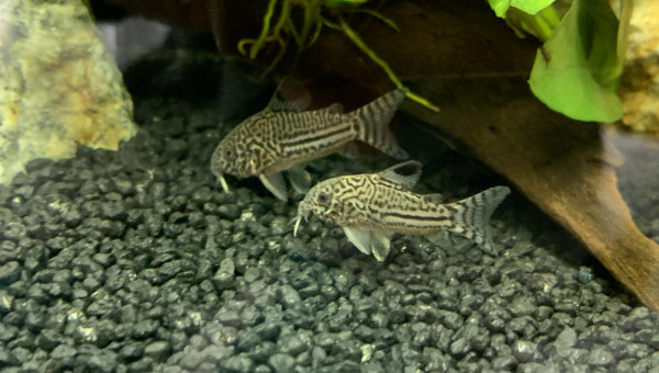 Corydoras julii