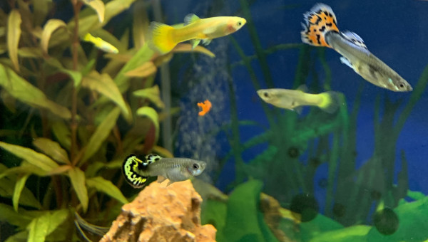 Guppy