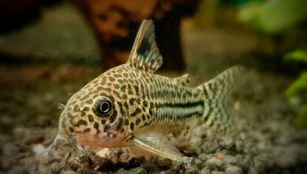 Corydoras Julii