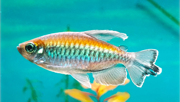 Phenacogrammus Interruptus