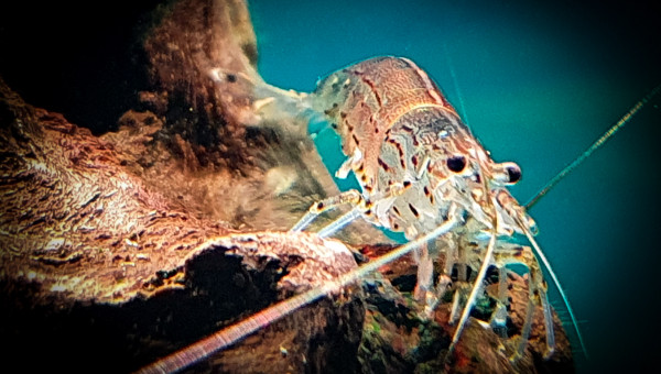 Crevette Cardina japonica