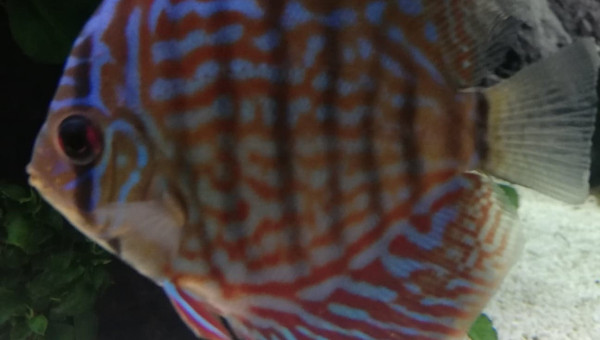 Discus Red Turquoise