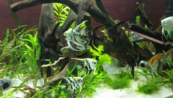 Introduction de la population