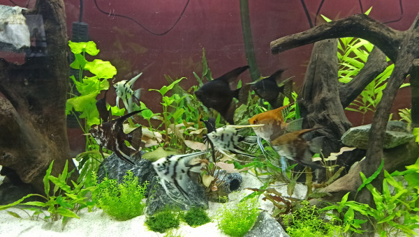 Introduction de la population