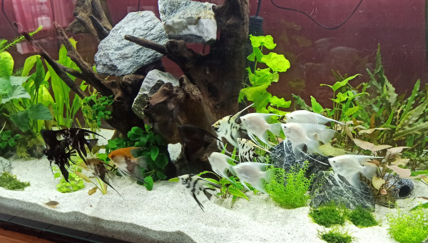 Introduction de la population