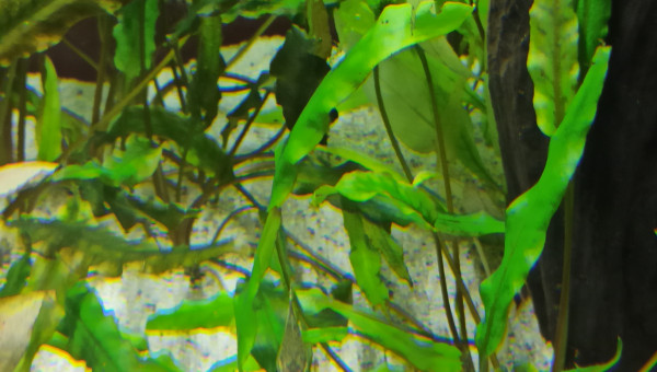 Les Otocinclus : imperturbables...