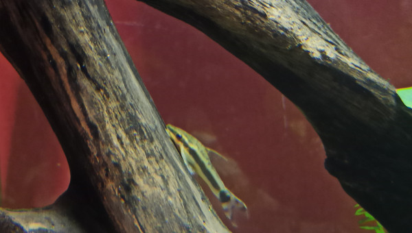 Les Otocinclus : imperturbables...