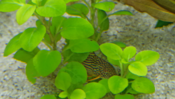 Lobelia "Sterbaï" Cardinalis