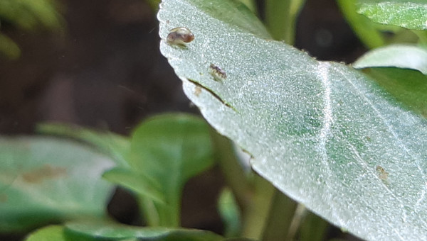 La micro faune est apparue!