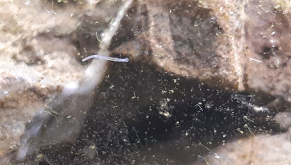 La micro faune est apparue!