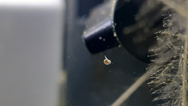 La micro faune est apparue!