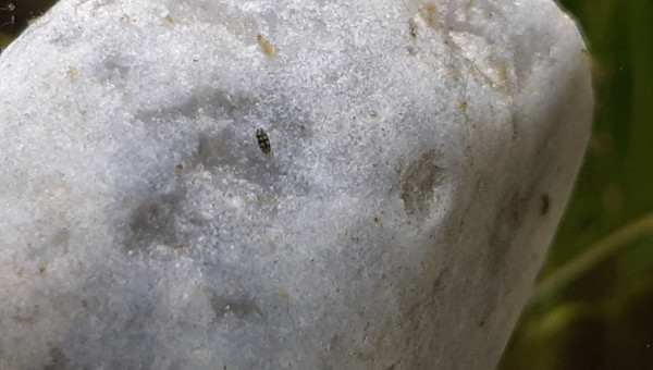 La micro faune est apparue!