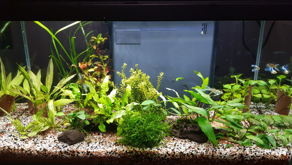 Introduction de mousse pour les crevettes partie 1