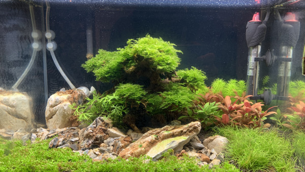 3 semaines de pousses et nouveautés