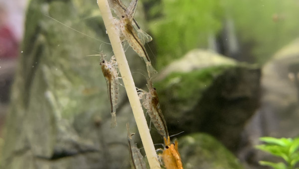 Y’a pas que moi qui aime les spaghettis !