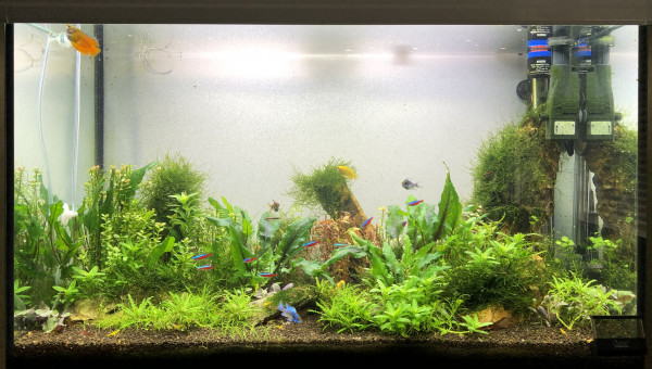 Remise à niveau et coupe des plantes de fond.