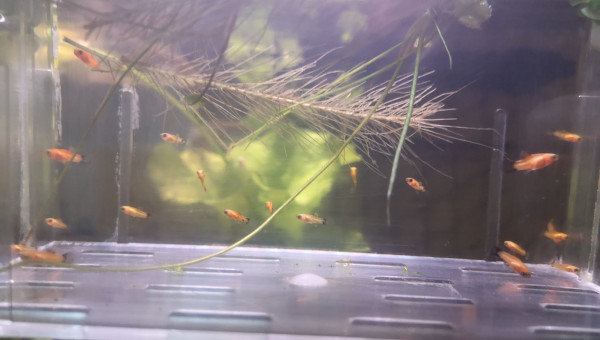 déménagement Platy