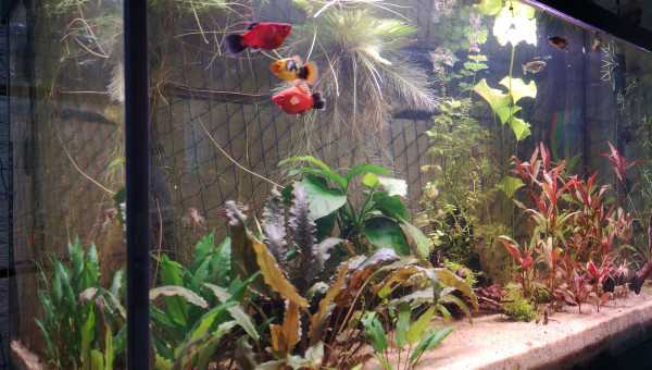 Réaménagement des plantes