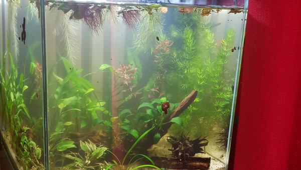 Petite évolution...