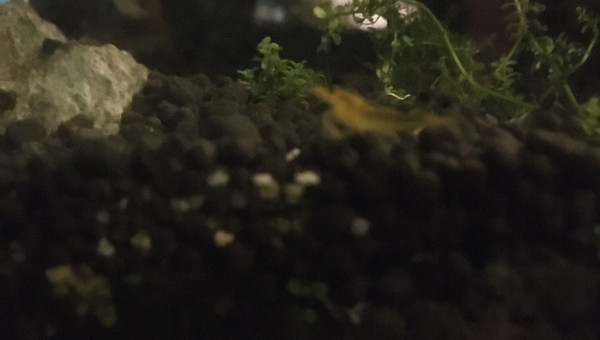 Caridina yellow king kong