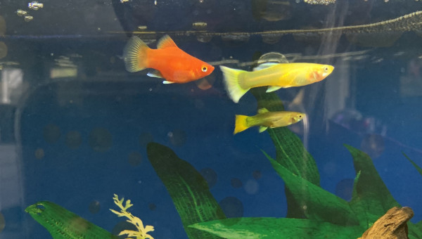 platy ajouté le 13 oct