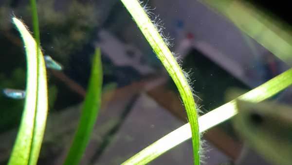 Apparition de nouvelles algues...