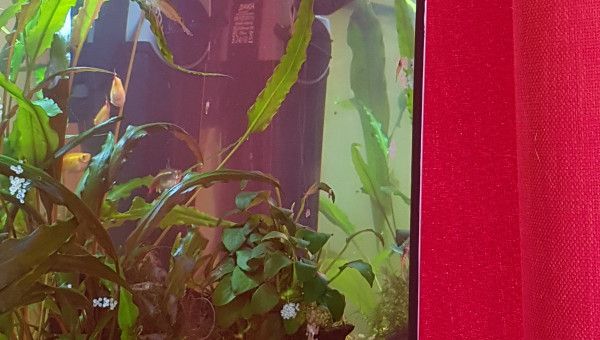 Des oeufs... encore des oeufs...