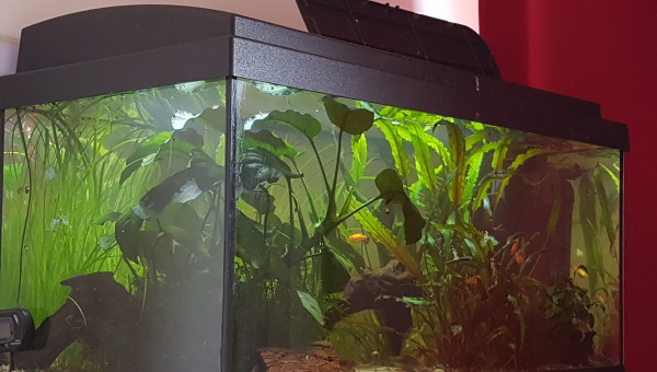 Des oeufs... encore des oeufs...