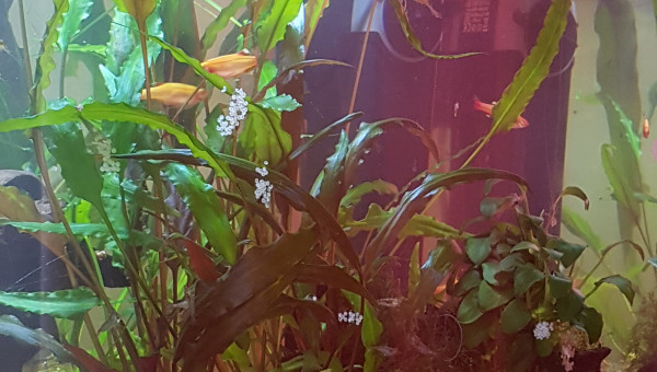 Des oeufs... encore des oeufs...