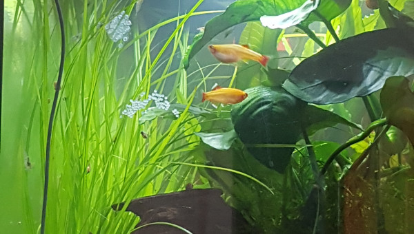 Des oeufs... encore des oeufs...