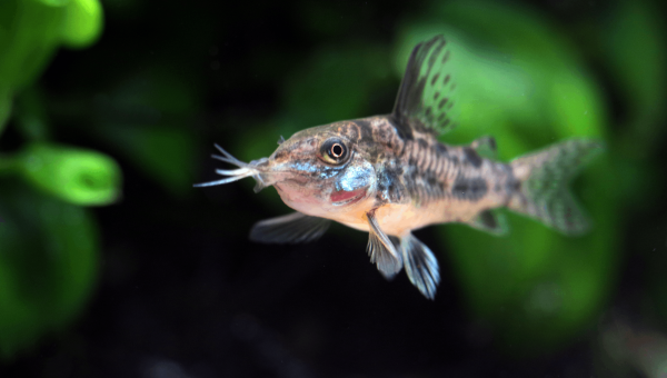 Le bébé cory du mois de juin