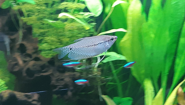 Les Gouramis Leeri