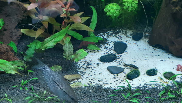 Les Gouramis Leeri