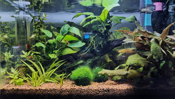 Après les premières naissances