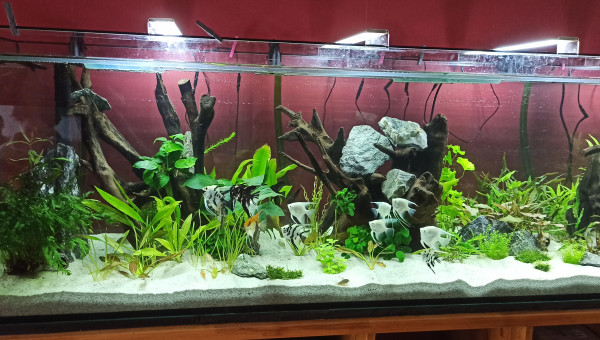 Dernières photos du 1000 avant la casse...