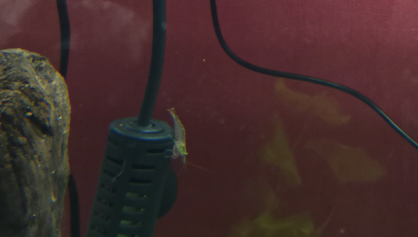 Dernières photos du 1000 avant la casse...