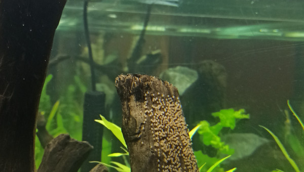 Dernières photos du 1000 avant la casse...